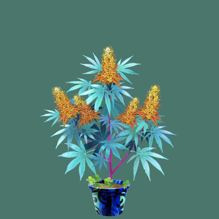 losmosis's tweet photo. @canna_comics @garyvee @galaxy_adams @WillowKid_ @NorthernDandD @Cavitator_FL @TokinZas @TJsaucier209 @mexia_freddy @NFToker1373 Wanna grow the rarest strains possible, together? https://t.co/vfS9zBQCcu