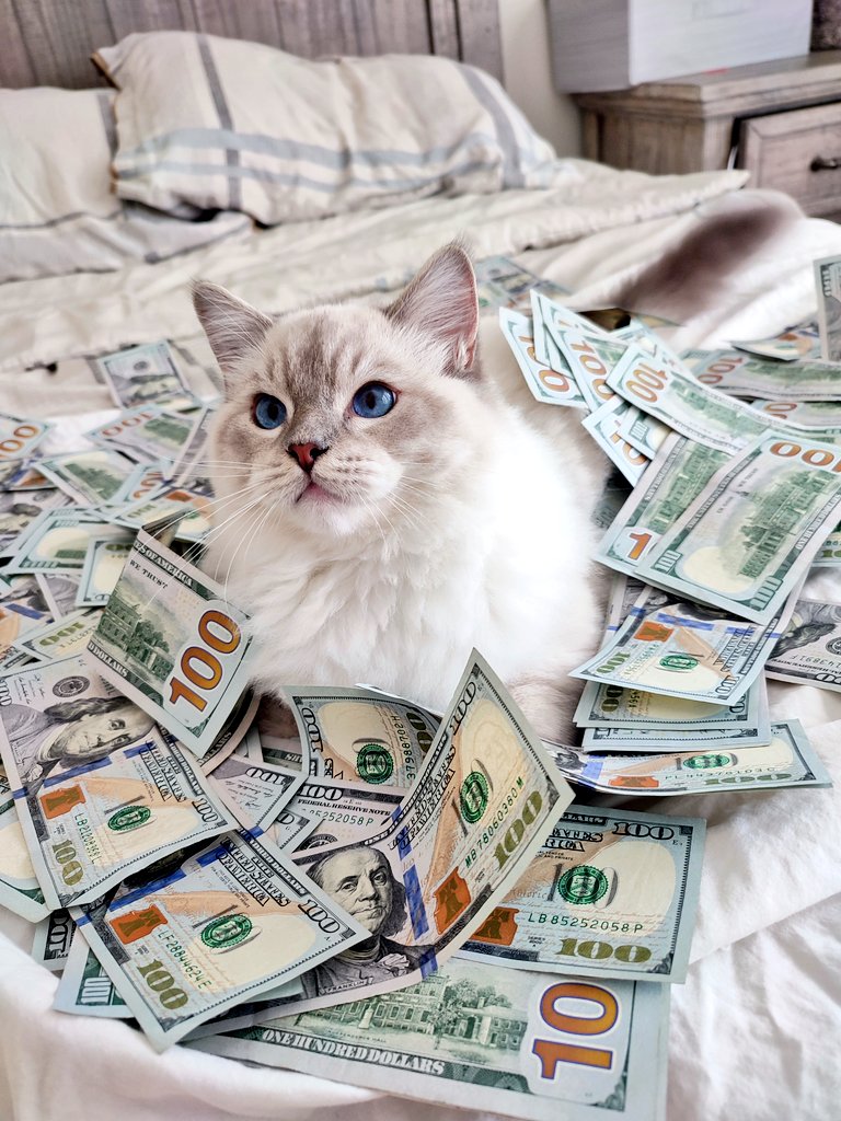 Игра money cat. Кошка с деньгами. Кушнир деньги на кошек. Asian Cat for money. Fox gives money for Cat's Honey.
