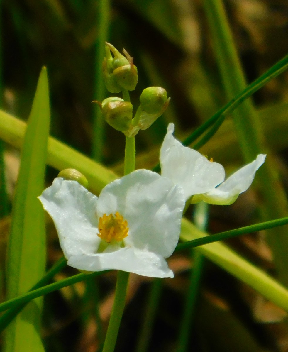 抽水植物 Twitter Search