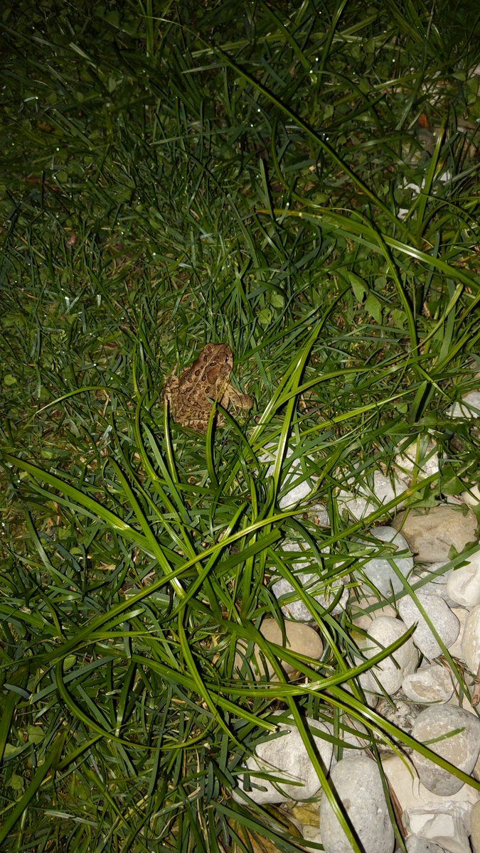 TheEmptyPodcast's tweet photo. My dog found a wittle frog in the backyard and immediately became obsessed with it. I might have to get my dog a pet. #frogs #Dogs #dogmom #podcast #podcastanchill #podcasting #PodcastRecommendations https://t.co/l3MD0Xjt9C