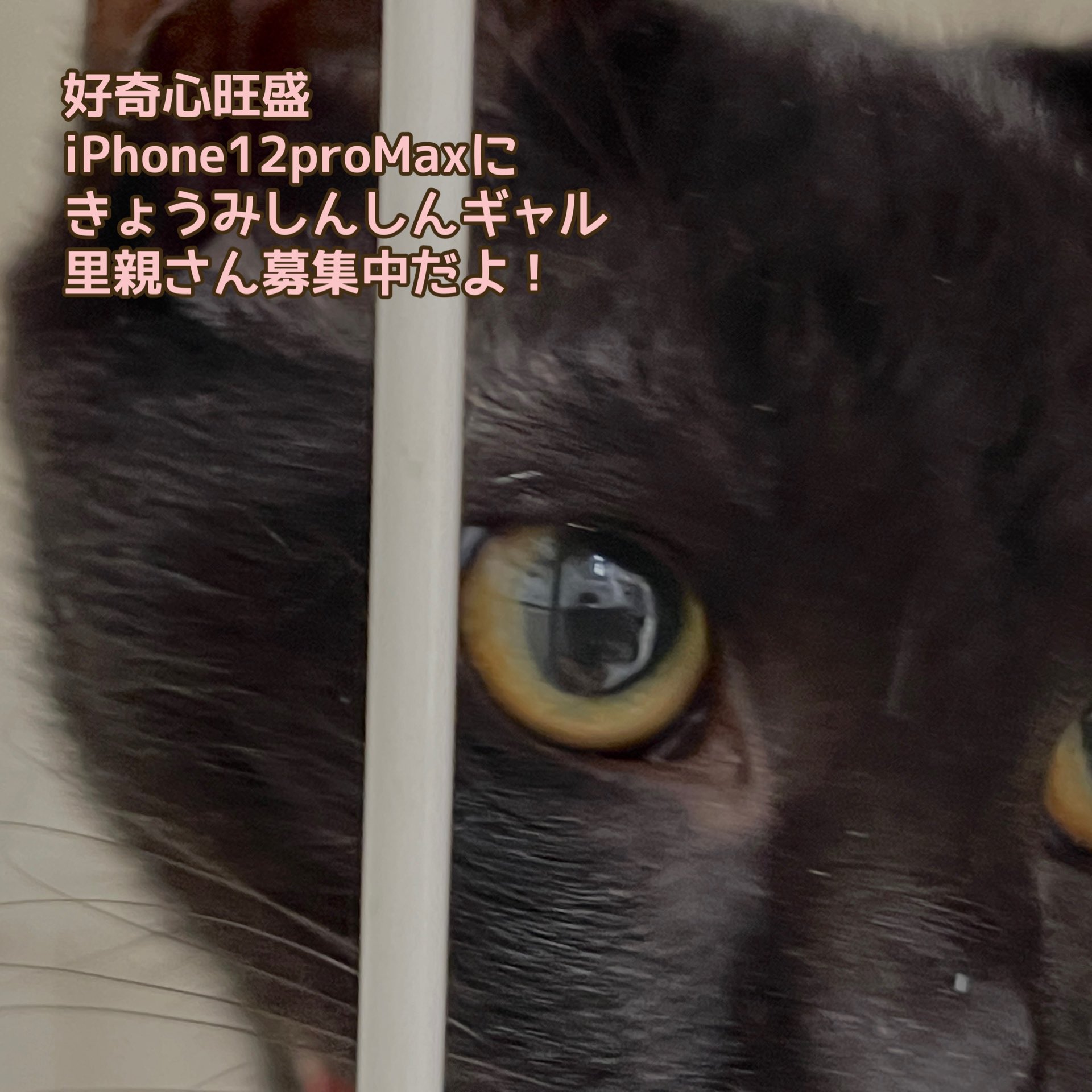 石川県猫里親募集 Twitter Search Twitter