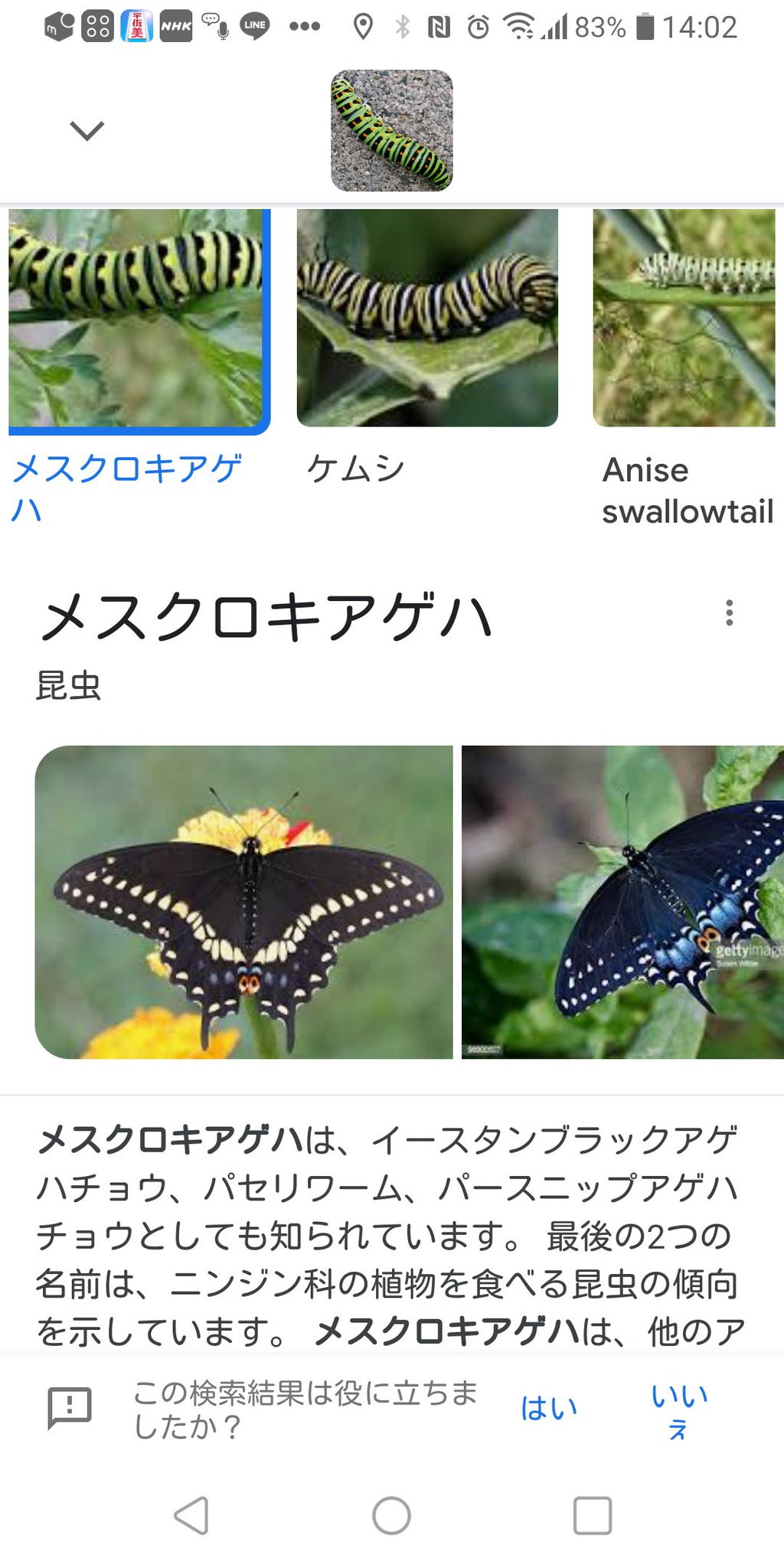 言っちゃった 調べてみたらメスクロキアゲハの幼虫みたい 食べ物が失くなったせいか どこかへ引っ越して行きました T Co Chtxw71gv1 Twitter