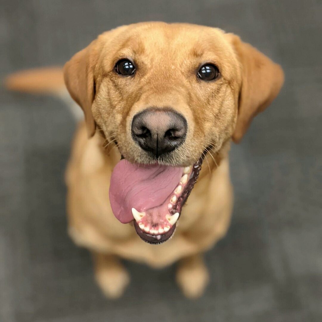 dpd_jingram's tweet photo. Tom Brady may have edged the Buccaneers to a season opener win against the Cowboys tonight but the @deltapolice Violence Suppression Team has voted PSD Remi as the MVP tonight.

Oh ya, we seized the car as offense related property. #CarJail #ThatHurtsTheWallet #NotInOurCity https://t.co/7gKjFRPs9S