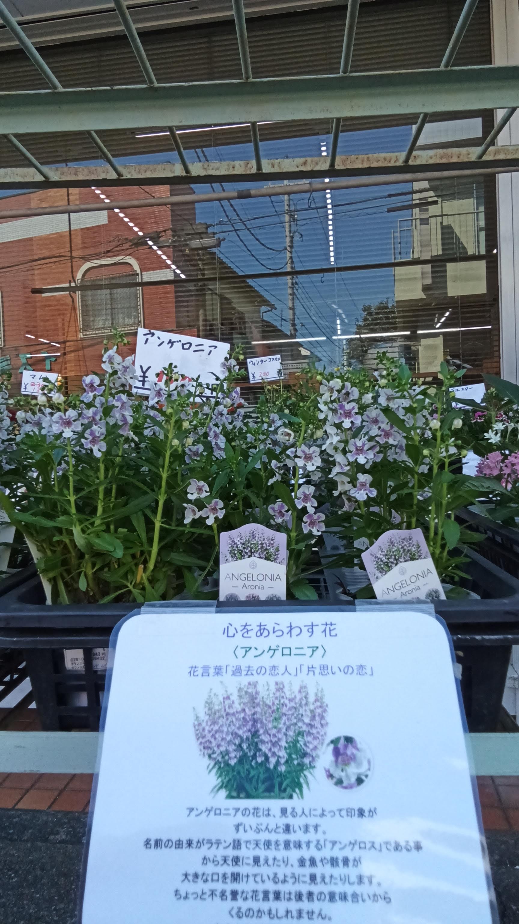 どろんこ作業所からのお知らせ 西東京市 どろんこ作業所手作り山 鉢花 今週入荷した花に しょうさんがパソコンでpopを作りました 特徴や花言葉をわかりやすく書きました とのことです 花を見る際はpopにも注目してみてくださいね Cちゃん
