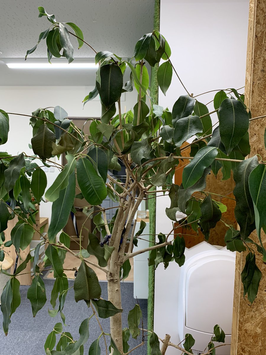 アマゾンオリーブ