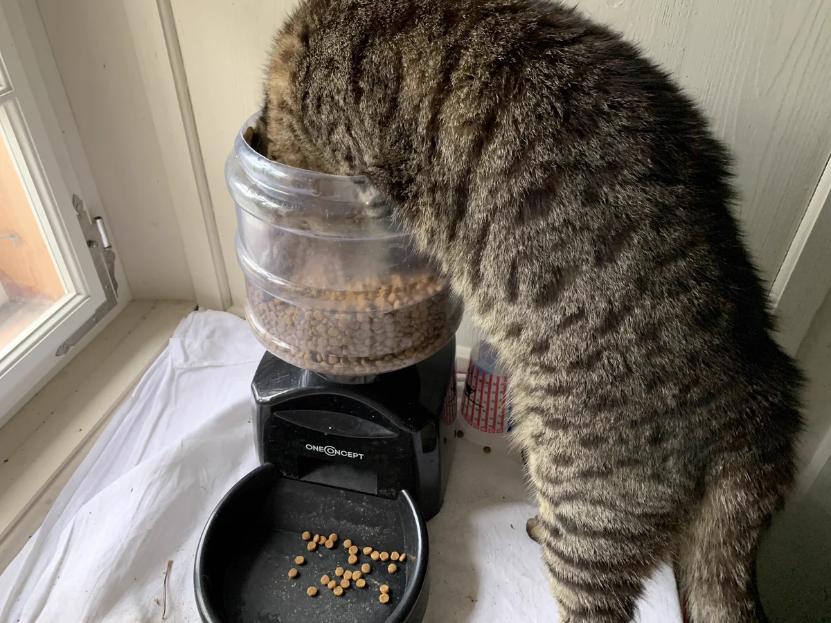 愛猫が亡くなって10日後・・・。代わりの猫がやってきた！