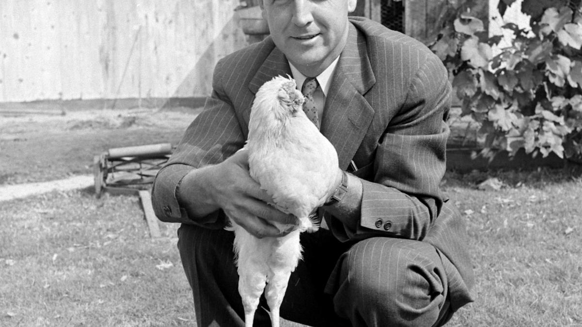 welt's tweet image. Der Hahn, der ohne Kopf noch 18 Monate lebte to.welt.de/V5wja0X