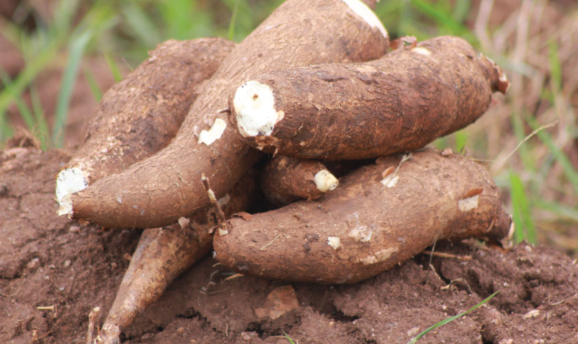 Theunis Coetzee, Agric Services Manager at NBL, revealed they decided to start beer production from cassava as it has numerous health advantages compared to other raw materials. “Cassava contains much energy, natural sugars which can be used instead of adding sugar in the beer.'