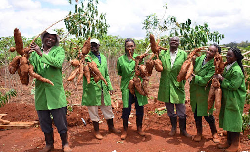 Theunis assured farmers that as soon as their team working with NARO confirmed the best cassava brand suitable for beer production, they would engage farmers’ cooperatives, Farmers’ Unions and other groups to grow cassava on a large scale for continued production.