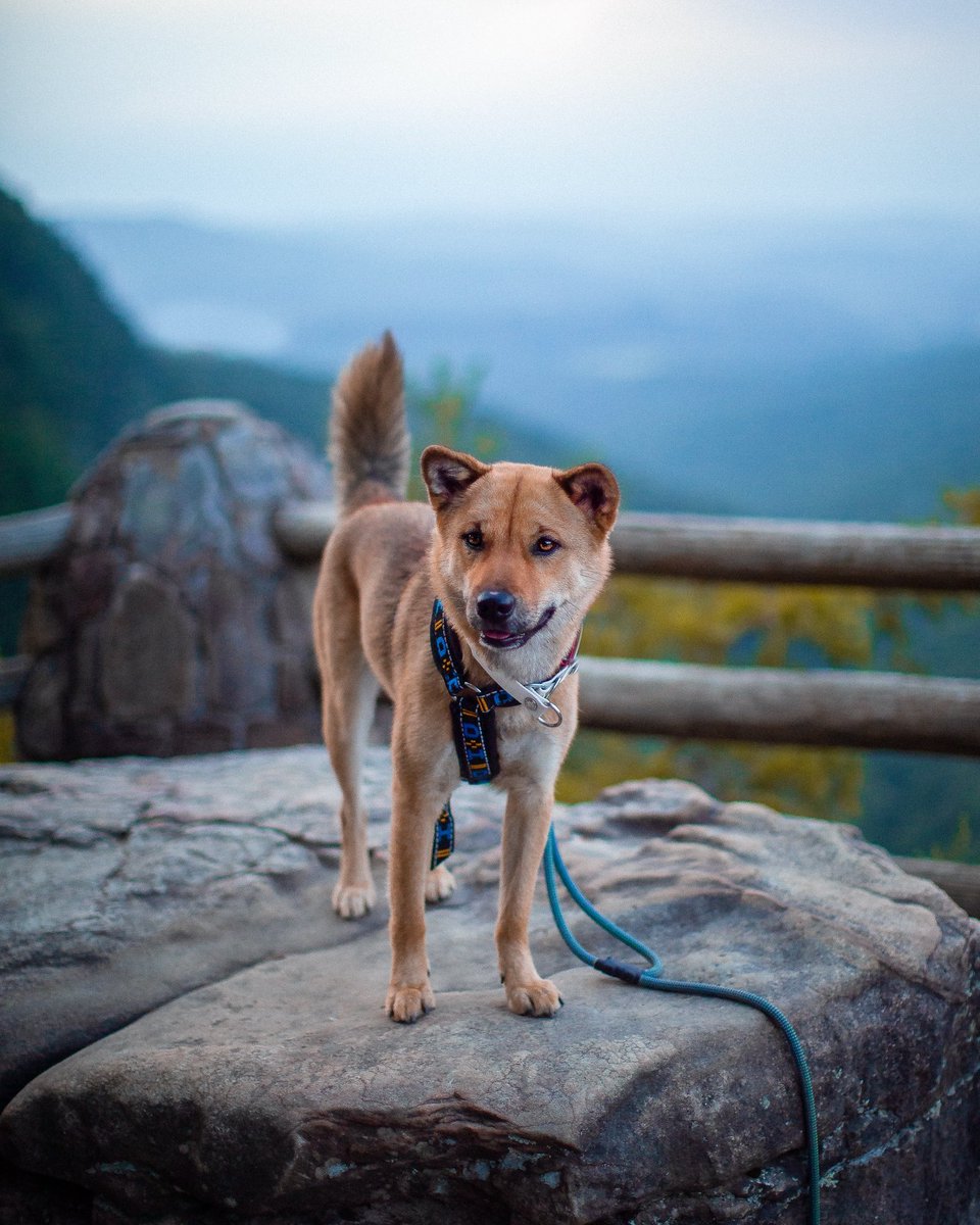 jindojourney's tweet image. Autumn is in the air! 

#koreanjindo #jindo #jindodog #purebredjindo #koreandog