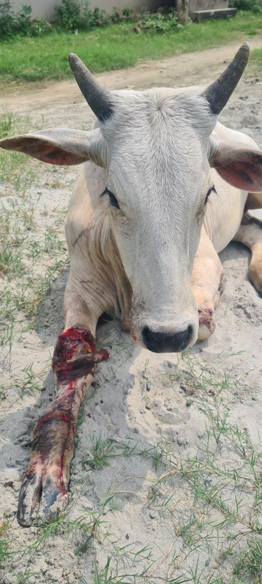 ForBudaun's tweet photo. माननीय योगी जी और उत्तर प्रदेश सचिव जी देखिए जिला बदायूं में गौवंश का हाल ब्लेड वाले तार से।
कृपया पुलिस को सख्त कार्यवाही के लिए आदेश करें। मदर एथेना स्कूल के सामने वाली साइड में अशोक गुप्ता के खेत में लगे तार से हुआ है।
@CMOfficeUP
@myogiadityanath @myogioffice @dm_budaun https://t.co/NA9BdtUEyP