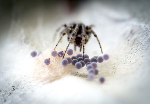 phillips_ben's tweet photo. @sampepper BuggedOut - collection of epic macro photography. Great value. https://t.co/RC9Bx1dQ7I https://t.co/HKbxJdT3ms