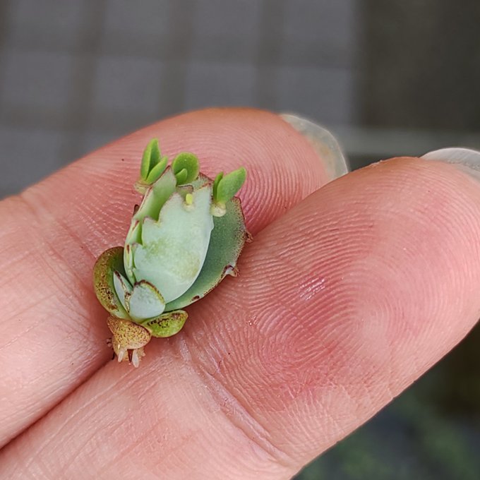 新芽の子株から新芽の子株
まさにロリビッチ 