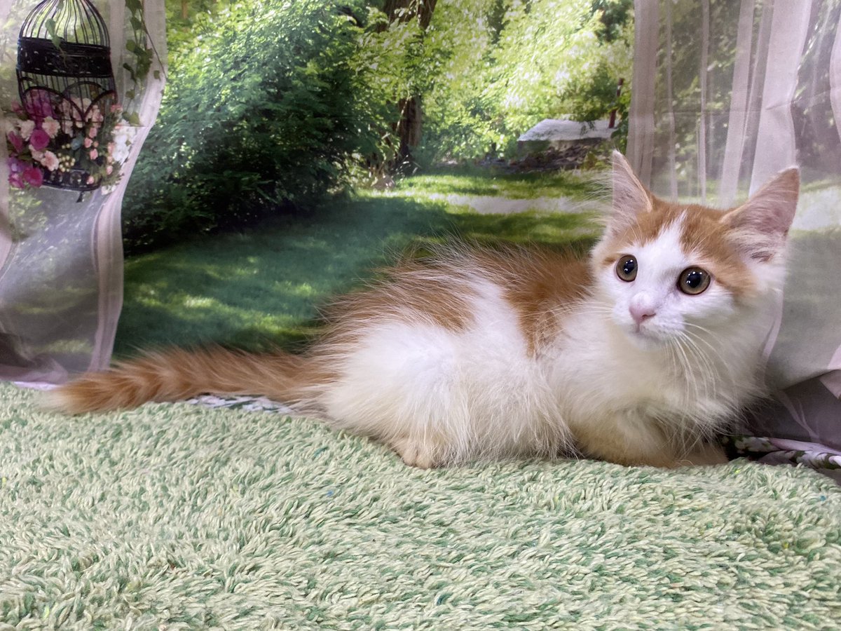 WHITE LAB @r_whitelab , Twitter Profile - twstalker.com