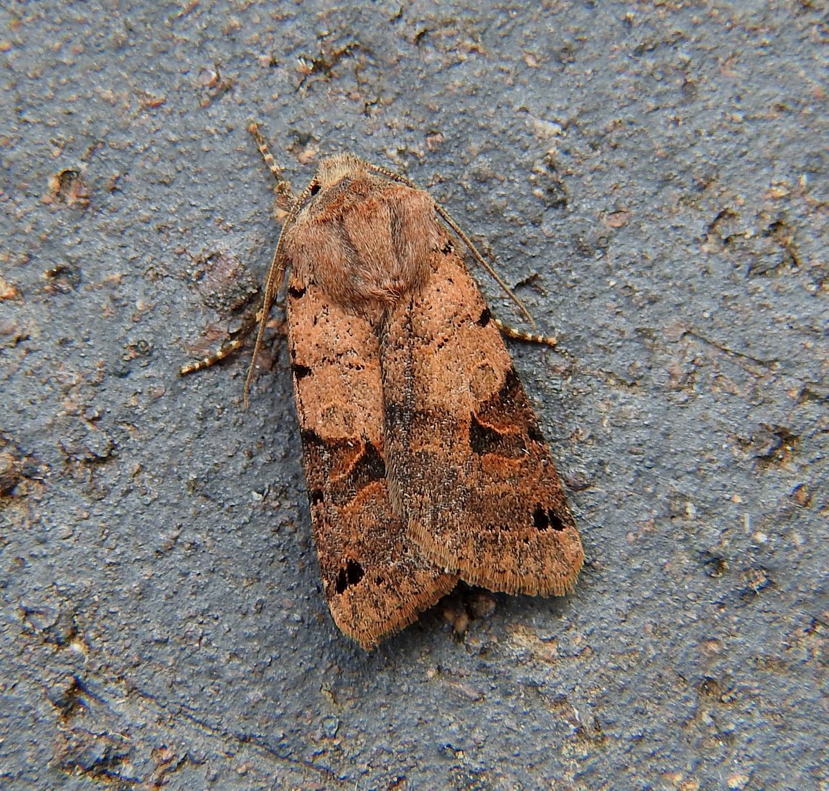 donnamallon222's tweet photo. This weeks Moth Highlights have been Brown-spot Pinion a lifer for me such lovely markings 🙂 also The Sallow, Brindled Green, Rosy Rustic all new for the year, a very successful few days 😊
#gettingclosetonature #teammoth https://t.co/BjoHTEYT4H