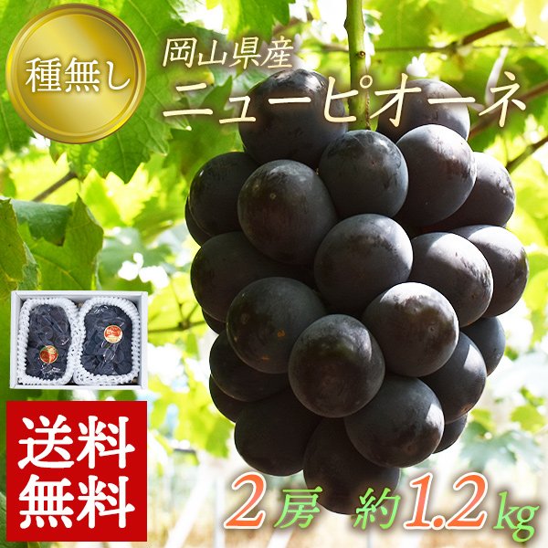 okurimonofarm's tweet photo. ぶどう王国「岡山」の名産といえば『ピオーネ』🍇
全国で栽培面積1位を誇る岡山自慢のピオーネを全国の皆様にも味わって頂きたく、「岡山おくりものファーム」でも販売を開始いたしました！
種無しの「ニューピオーネ」ですので、種を気にせず食べれちゃいます😊
ぶどうシーズンのこの機会に是非！！ https://t.co/xppcgW7fju