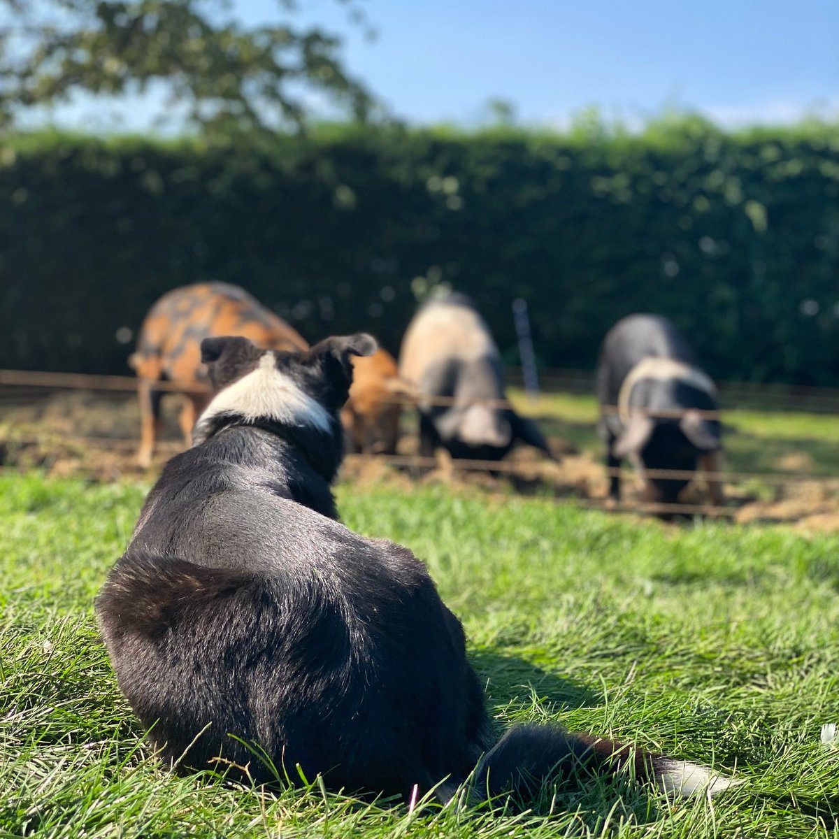 You’ve made it through the week, now whose ready for a full to the brim weekend?
#firstgenerationfarmer #farmingwhilstworkingfulltime #ukfarming #backbritishagriculture