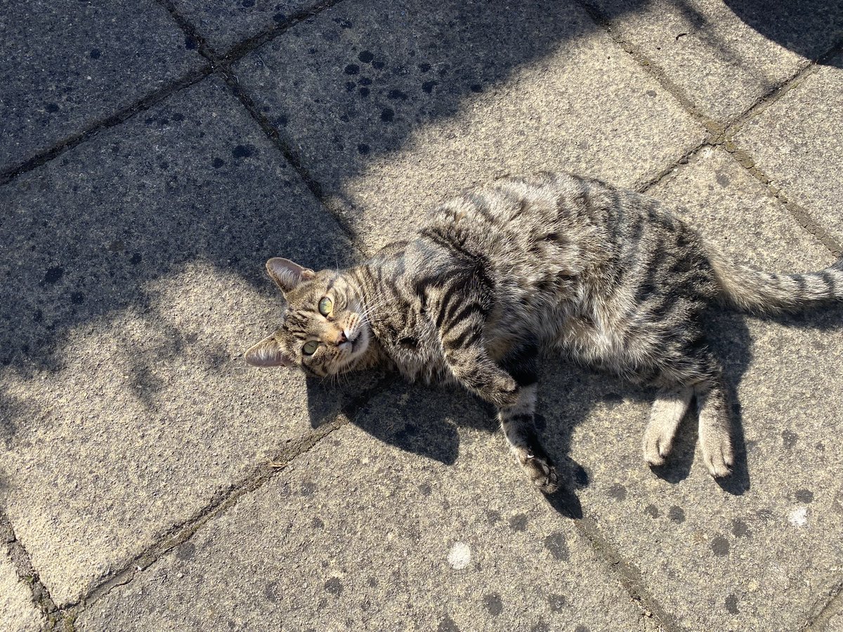 GrungeNorris's tweet photo. @Judy_Cockerton @PinkerJm @RoverDov123 @t_tomie @DitseaYella @AsCollide @The_Future_Us @Gomrund_Music @soylentchiba @3mindblight @SophieDorsten @BaYaT_music @ClareEstelle @shimmer_johnson @trysette @samanthaT467 @BreconIReviews @shawnsidetrack @ITHERETWEETER1 @Wrix2 @Moomii_Moo @JC_MILLER_Music @riwolfmusic @BlyssLv @ElizmiOfficial @RockOnTheRise @RadioTfsc @RANsynth @MiscPlumbFix @ChristopherRuiz @ayx_the_robot @Distant_Images @Anniee_music @matarison1 @MOULEofficial @phiofkhem @AgingTeenIdol @josephttavano @TimeToAct16 @Scorpix11 @ColdDeepest @pwasySounds @HOMETIME_music @CodieWestwood @ToughOnFridays @LeighThomasAU @AngieKuskeMusic @Delerium65 @PaulAddieMusic @ade_w17 Oh you’re #icecold ❄️❄️❄️ Judy don’t you worry about that 😉 #TheBert though he’s so cool the little dude can literally freeze fire 🌬🔥🧊🧊🧊 I’m just lucky I get to bask in the afterglow of his cool little 🐈‍⬛ aura 🤘🏻😼🎸💚💚💚 https://t.co/rMyA3YXVNI