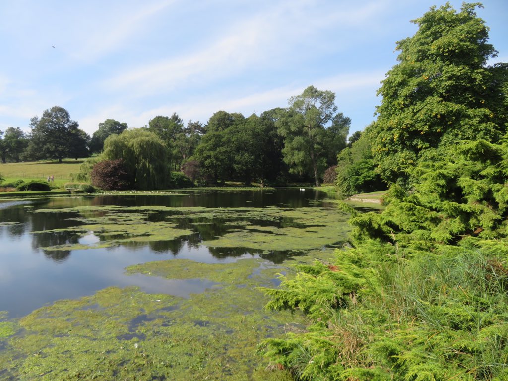 #HodnetHall beautiful gardens and lovely #walks. Always loved the lakes and giant #gunnera