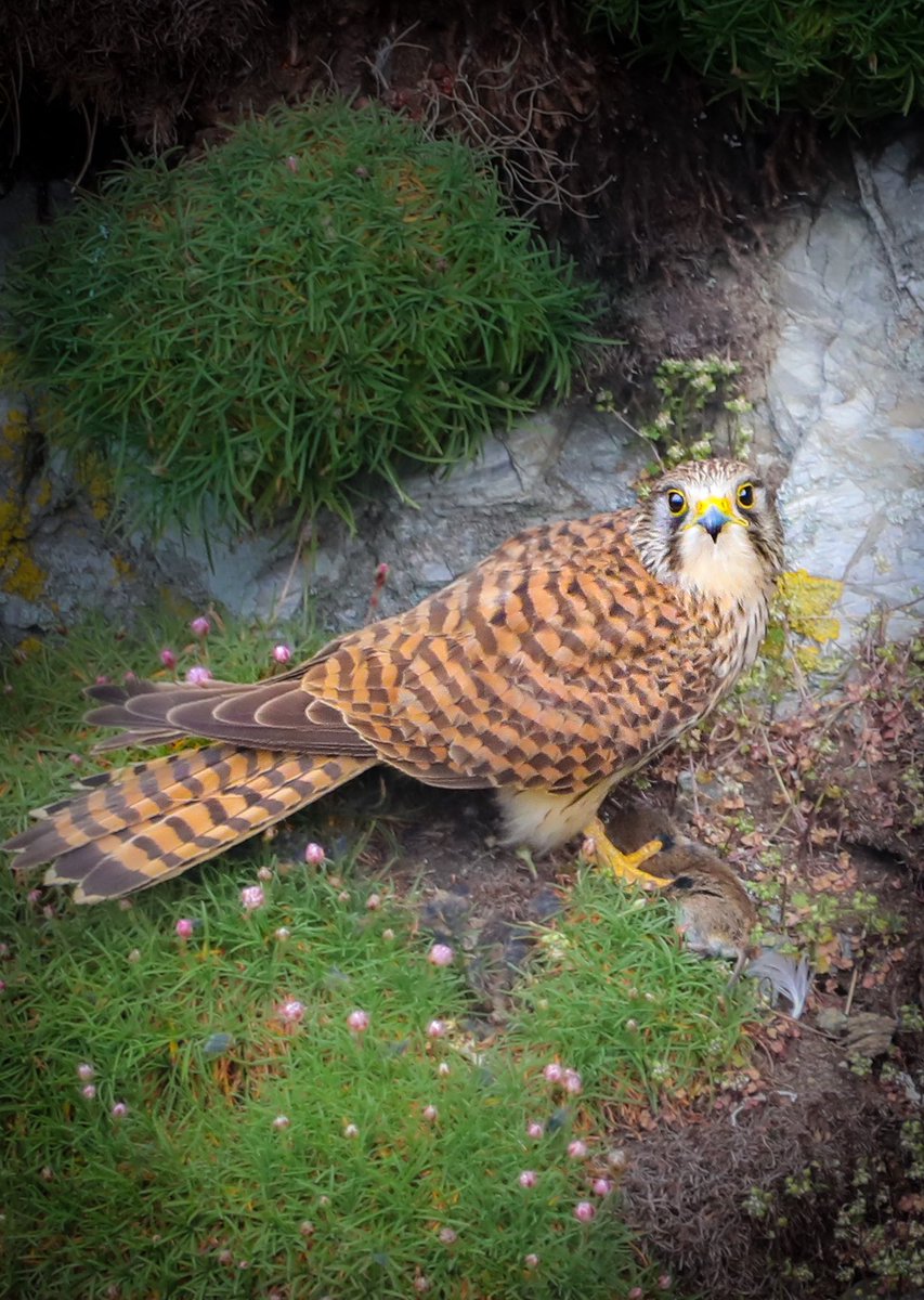 HannahStitfall's tweet image. A female kestrel with her catch along the Cornish coastline 🌿 Such incredible birds! Could watch them for hours! (And often do! 🙈😂) 

#Cornwall 
#wildlife 
#birdphotography