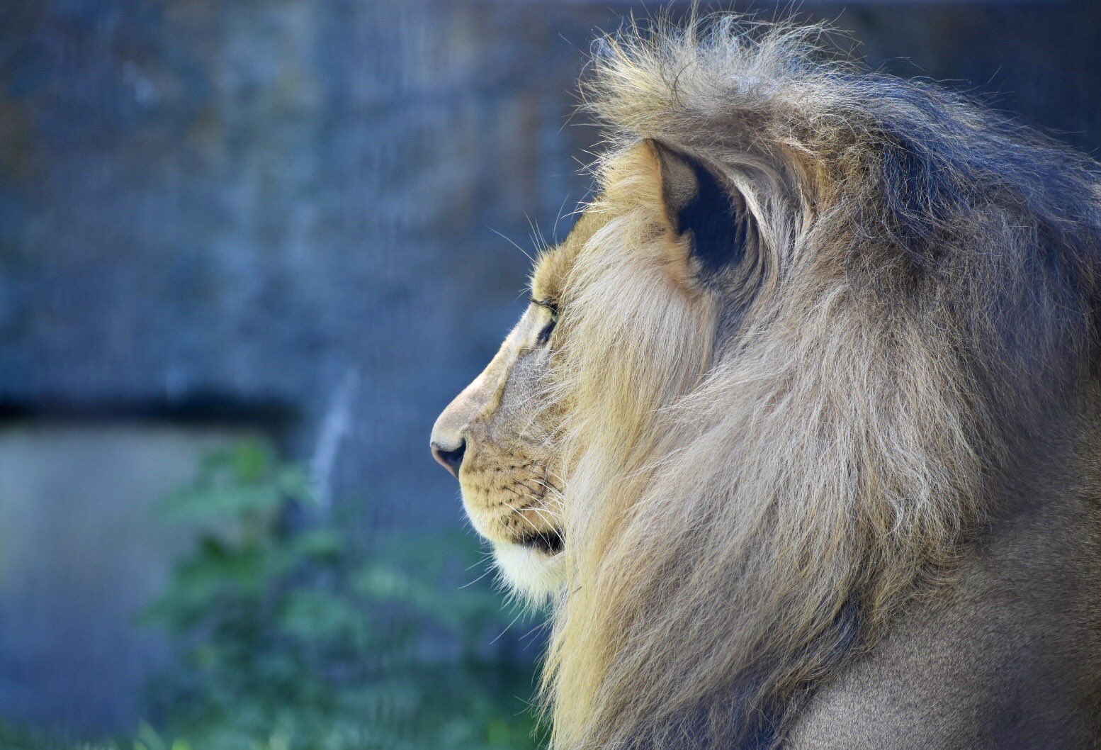 命と自然の学生基地 ライオンと プライド 野生のネコ科で唯一 群れで暮らす動物 ライオン 群れは プライド と呼ばれ リーダーのオス 複数匹のメス その子達からなる血縁関係の強い個体で形成されています サバンナ最強の生物 百獣の王 とも言 命と自然の学生基地 ライオンと プライド 野生のネコ科で唯一 群れで暮らす動物 ライオン 群れは プライド と呼ばれ リーダーのオス 複数匹のメス その子達からなる血縁関係の強い個体で形成されています サバンナ最強の生物 百獣の王 とも言