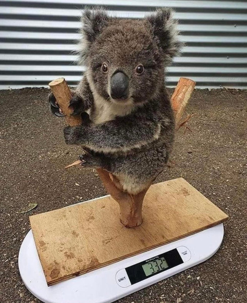 How Koalas are weighed ❤

Can this level cuteness explode your brain 🤔