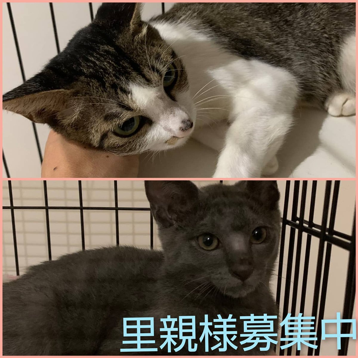 ののいちにゃんこのおうち N Nyankonoouti Twitter