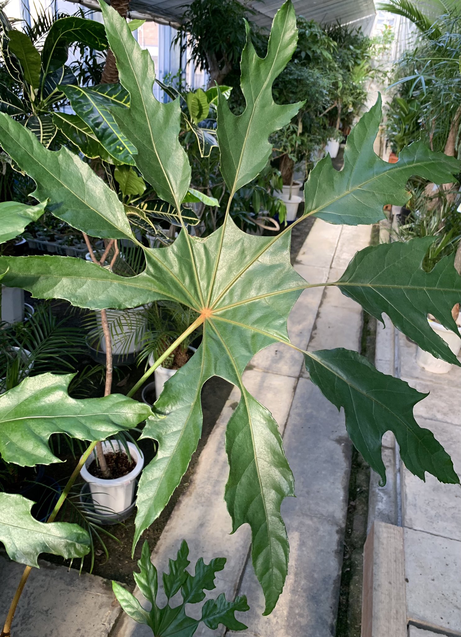 Eastgarden ちょっと変わった葉の形をしているのがトレベシア パルマータ 葉っぱが大きいのでその不思議な形に目を奪われます ちょっと変わった植物を探してる方におすすめです トレベシアパルマータ 雪の結晶みたいな葉 観葉植物専門店