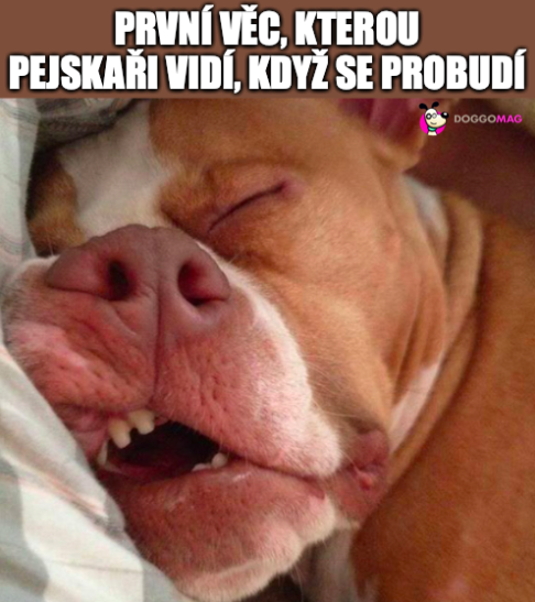 Ze života pejskaře🤓 #meme #pes  #psi #doggomag