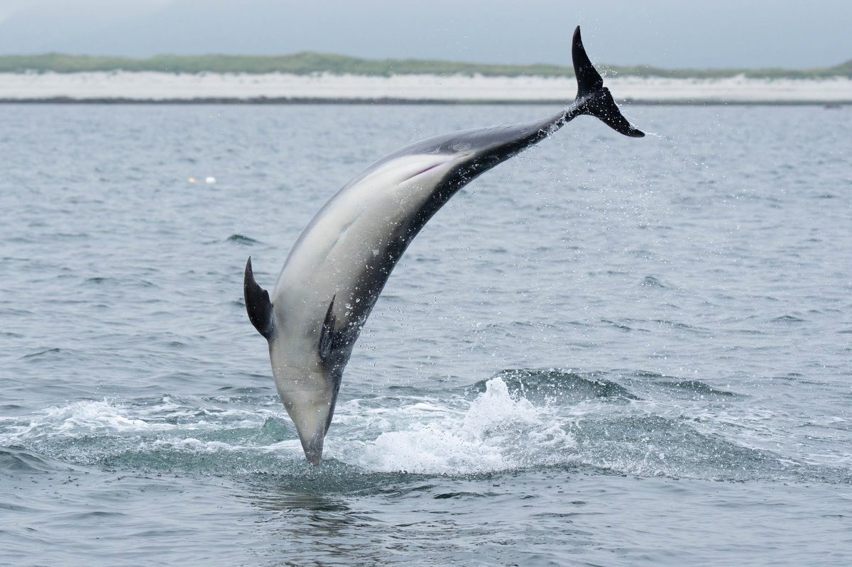 Another great Bottlenose Dolphin display aboard @UistSeaTours we really do have some amazing wildlife in Scotland 😍 #TwitterNatureCommunity @isleofsouthuist @VisitScotland @OuterHebs #NaturePhotography #Dolphins #amazing