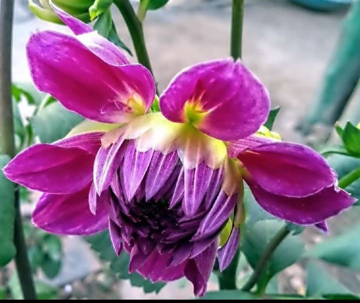 Our leader birthday is coming.. 🙃
Happy birthday "RM".BTS💜ARMY.
Best leader ever forever.. 💜🇧🇩
<a href="/BTS_twt/">방탄소년단</a> <a href="/bts_bighit/">BTS_official</a> 
#HappyBirthdaynamjoon
#LoveNamjoonFromGreenBangladesh
#LoveNamjoonFromGreenBangladesh