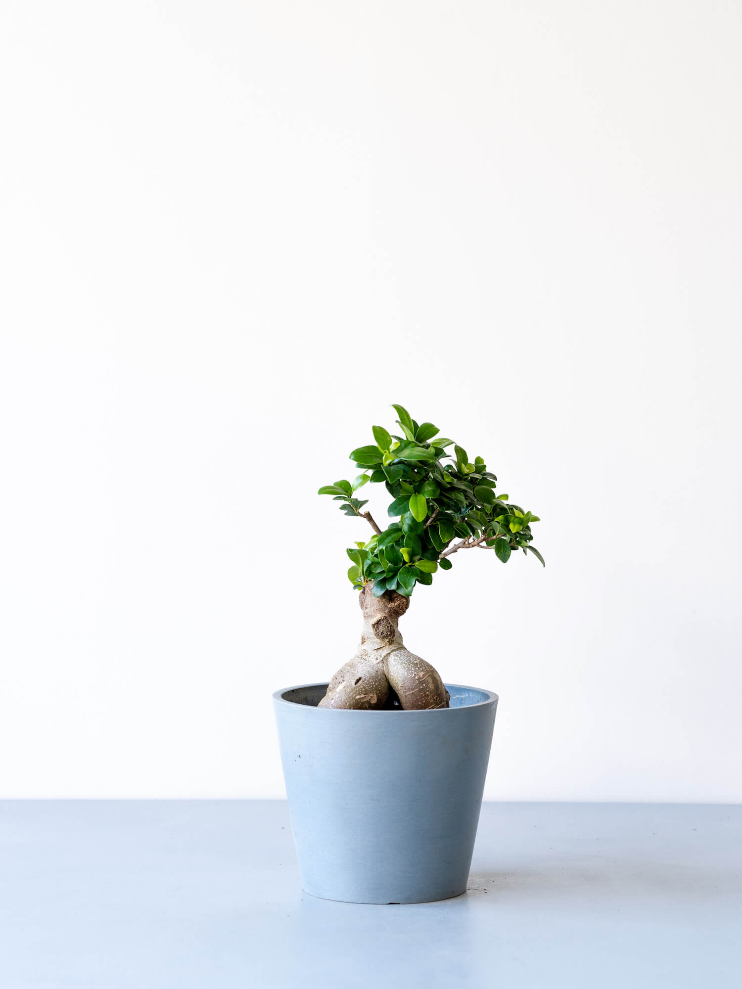 観葉植物 インテリアブランド And Plants 9月日は 敬老の日です ガジュマルの花言葉は 健康 祖父母の健康を願って ガジュマルを贈ってみてはいかがでしょうか T Co Hfoxjz6o2z 観葉植物 ガジュマル T Co Fzy2xeelee