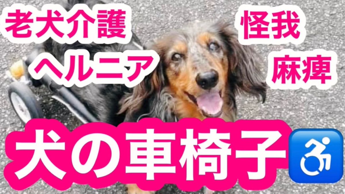 犬の歩行器 犬の歩行器