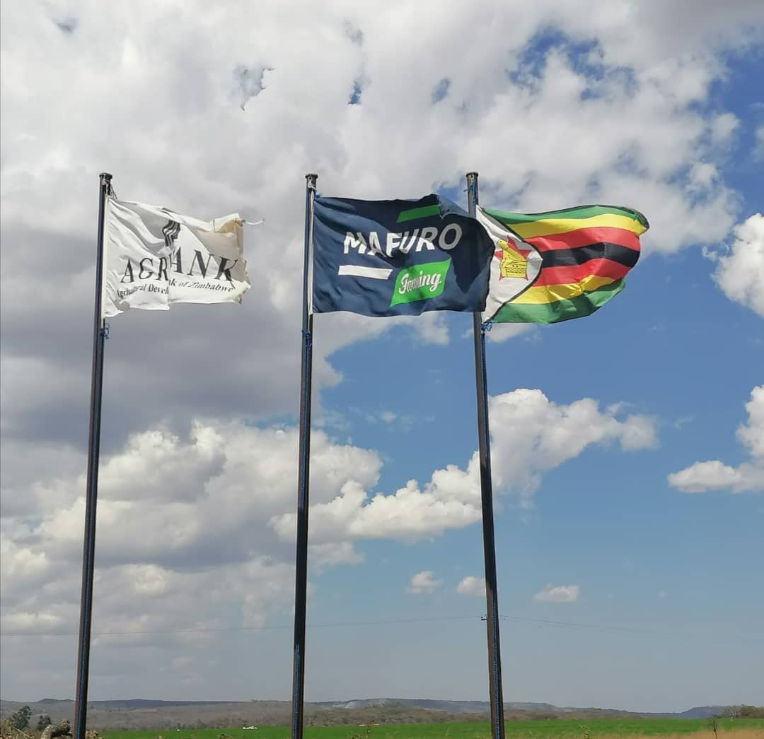 Mafuro Farming tweet media