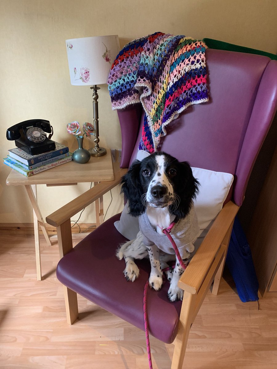 Look who has come to visit our patient at Ferryfield House… Darcie the springer spaniel pup ❤️ looking very proud to be part of the NHS today #NHS #Pettherapy