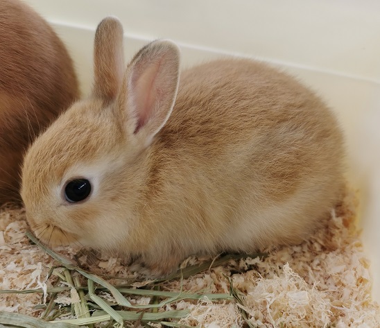 Tweet Terbaruかねだい伊勢原店 総合編 犬 猫 小動物入荷速報 Sale告知など 4 Whotwi Analisis Twitter Grafis Tweet Terbaruかねだい伊勢原店 総合編 犬 猫 小動物入荷速報 Sale告知など 4 Whotwi Analisis Twitter Grafis