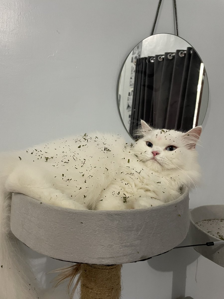 petsfess's tweet photo. lagi bumbuin majikan biar gurih😂 kcg! https://t.co/NnMhMSxyah