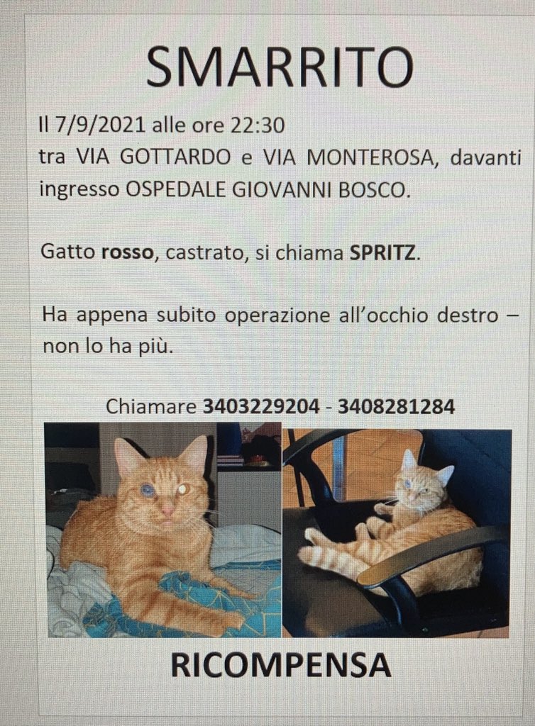 <a href="/Iperborea_/">Paola.</a> ciao. Martedì 7 la mia veterinaria ha perso il mio gatto dopo che ha subito un’operazione. Mi aiuti per favore? Sono disperata. TORINO