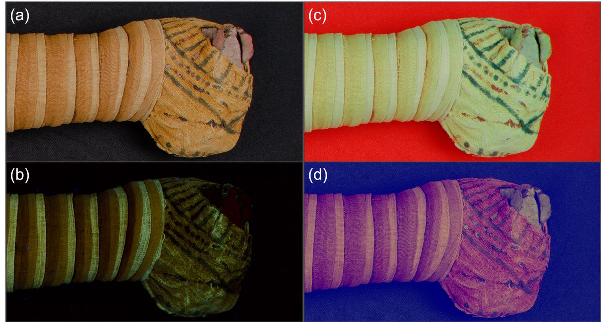 Dr Joanne Dyer (@joannedyer_bm) on Twitter photo #BackToWork with a bang today! Our new article investigating the colouring materials used in #textile wrappings of #AncientEgyptian votive #animalmummies is OUT in Heritage Science! A great collaboration including <a href="/britishmuseum/">British Museum</a> & <a href="/MuseoEgizio/">Museo Egizio Torino</a> Read here: rdcu.be/cxqpi #BackToWork with a bang today! Our new article investigating the colouring materials used in #textile wrappings of #AncientEgyptian votive #animalmummies is OUT in Heritage Science! A great collaboration including <a href="/britishmuseum/">British Museum</a> & <a href="/MuseoEgizio/">Museo Egizio Torino</a> Read here: rdcu.be/cxqpi