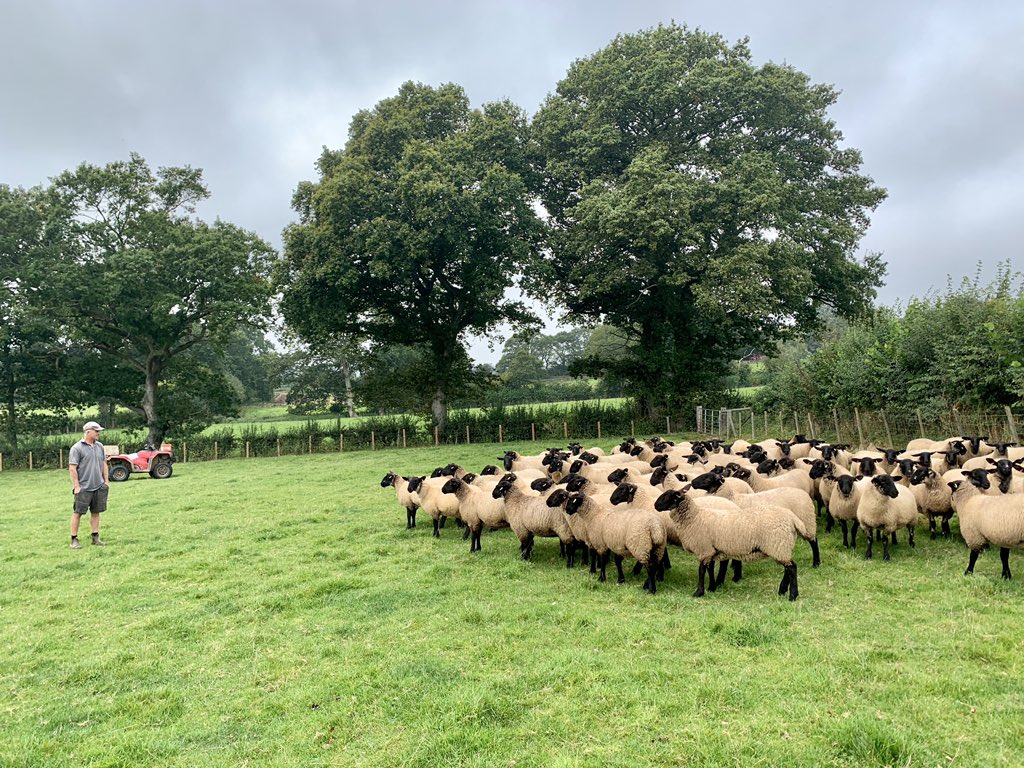 Months, arguably years, of hard shepherding work are tested today when 500 of our breeding ewe lambs find new homes. Suffolk (ram) x Mule (ewe) lambs for sale later at Ashford Livestock Market <a href="/HobbsParker/">Hobbs Parker Group</a> <a href="/mulesheep/">NEMSA</a> #sheepfarming #bigday