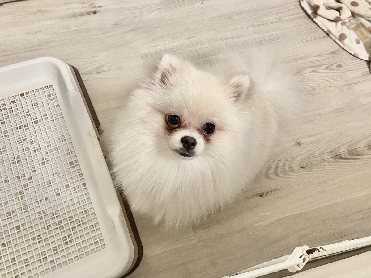 涙やけ改善 涙やけ改善