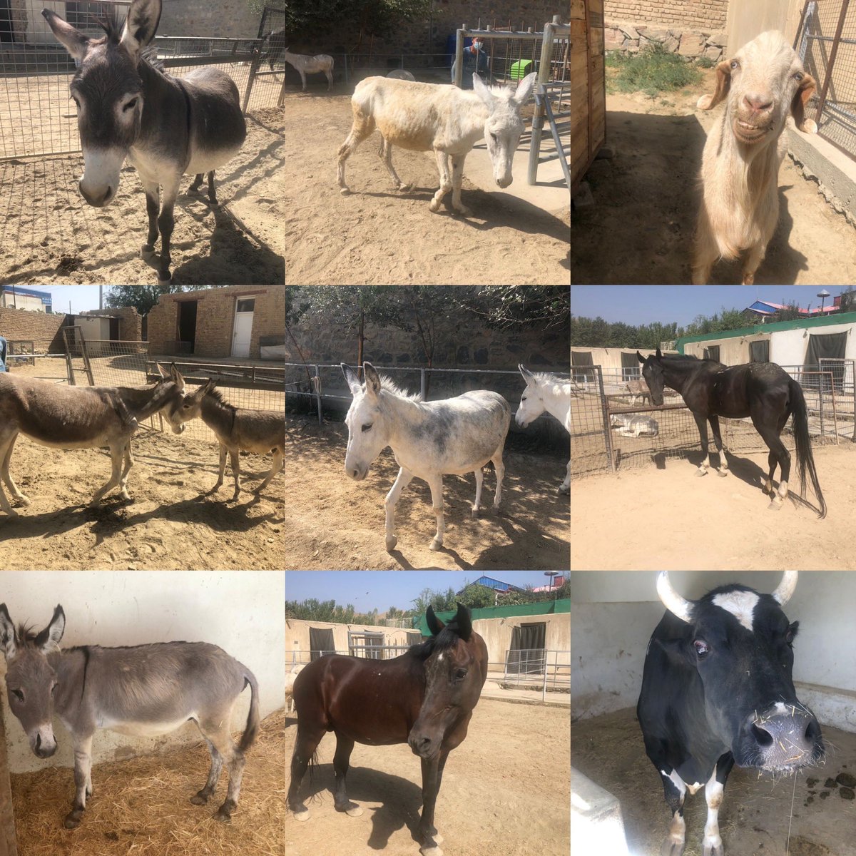 The <a href="/Nowzad/">NOWZAD</a> donkeys, goat, bull &amp; 2 horses are safe &amp; being cared for. Donations for #OperationArk secures their future, staff evacuation costs &amp; support for resettlement, quarantine &amp; kennelling costs for our rescued dogs &amp; cats in UK &amp; funds for future of #nowzad 🙏🏼 for caring