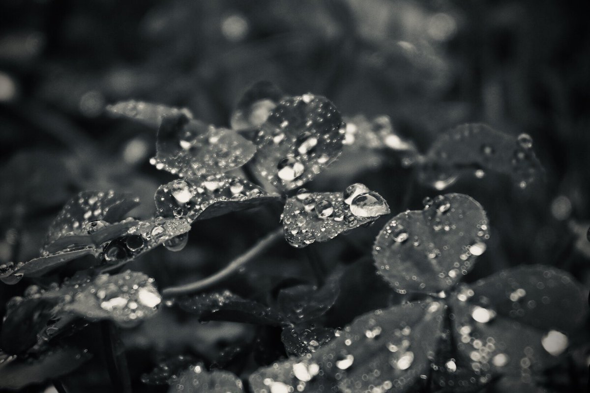 cucorama's tweet photo. Rain’s gone…

#phototweets #50mm #nikon #Z50 #monochrome  #blackandwhitephotography #photography #nature #500px https://t.co/VirLAZjXM6