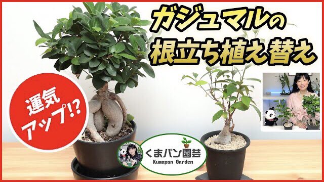 くまパン園芸 على تويتر 運気アップを呼ぶ ガジュマル の根立ち植え替え くまパン園芸 T Co E5uood11em Youtubeより パンダガジュマル 植え替え 金運アップ 運勢 育て方 根立ち Plants 観葉植物 くまパン園芸 T Co J0emtnugt7 くまパン園芸 على تويتر 運気アップを呼ぶ ガジュマル の根立ち植え替え くまパン園芸 T Co E5uood11em Youtubeより パンダガジュマル 植え替え 金運アップ 運勢 育て方 根立ち Plants 観葉植物 くまパン園芸 T Co J0emtnugt7