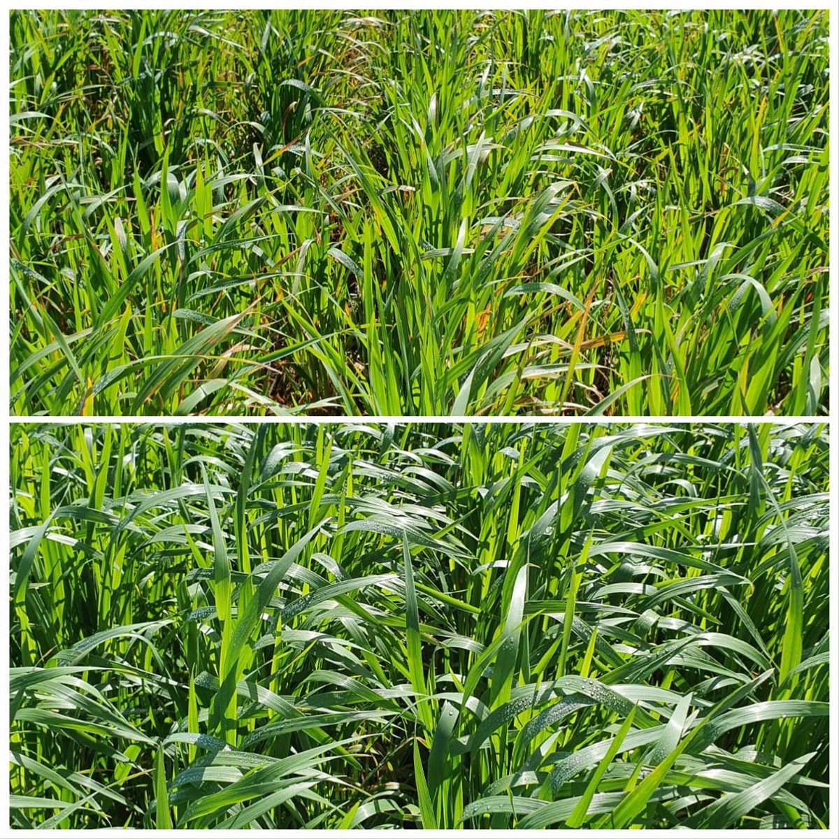 Control vrs 400ml Maxentis ⁦<a href="/Adama_AU/">ADAMA Australia</a>⁩ with traces on wintaroo oats. Need to get in early with both to get the most out of the fungicide ⁦@Smith98Austin⁩