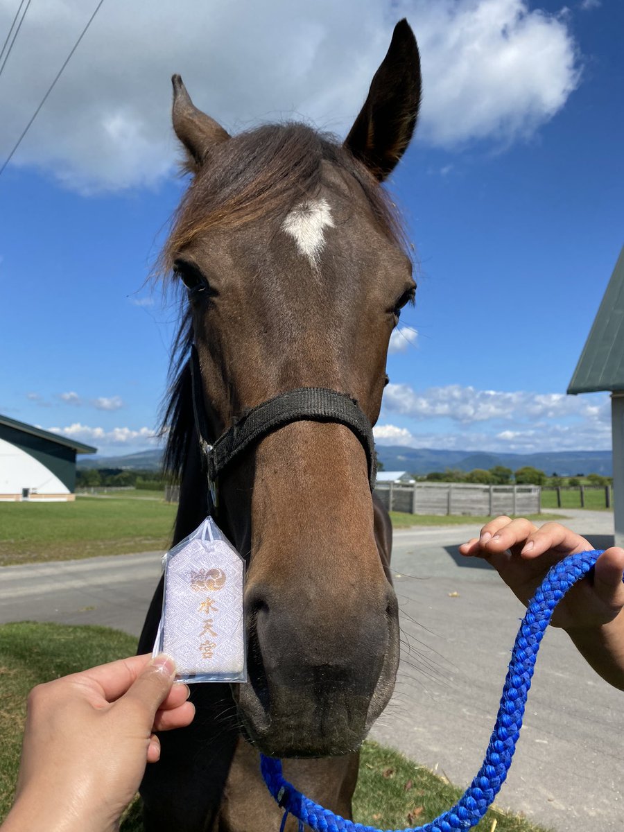 villa_lake's tweet image. 本日、サトノルーリー20が育成厩舎に移動しました。

2020年1月15日、この年の最初に産まれたのがルーリーちびでした。
大きな怪我や病気もせず、無事に牧場から旅立ってくれて、ホッとしております。
ルリカさんにいただいた『御守り』には、この先も守っていただきます。

@rurika_y