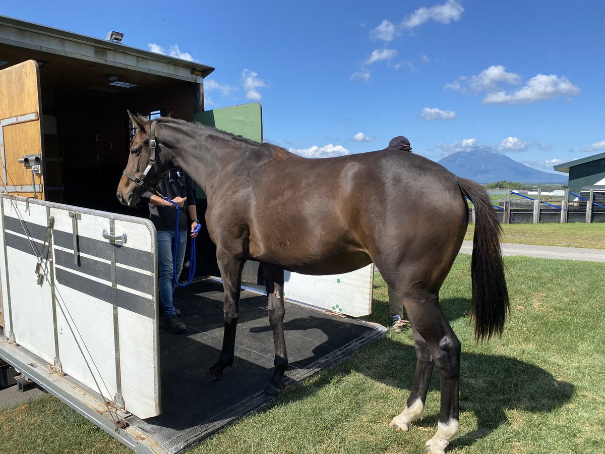 villa_lake's tweet image. 本日、サトノルーリー20が育成厩舎に移動しました。

2020年1月15日、この年の最初に産まれたのがルーリーちびでした。
大きな怪我や病気もせず、無事に牧場から旅立ってくれて、ホッとしております。
ルリカさんにいただいた『御守り』には、この先も守っていただきます。

@rurika_y