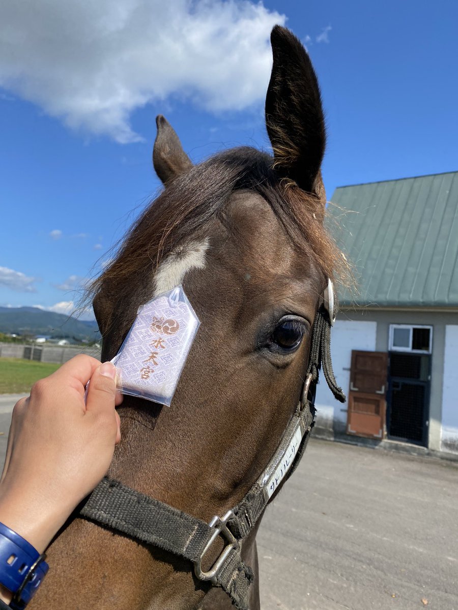 villa_lake's tweet image. 本日、サトノルーリー20が育成厩舎に移動しました。

2020年1月15日、この年の最初に産まれたのがルーリーちびでした。
大きな怪我や病気もせず、無事に牧場から旅立ってくれて、ホッとしております。
ルリカさんにいただいた『御守り』には、この先も守っていただきます。

@rurika_y