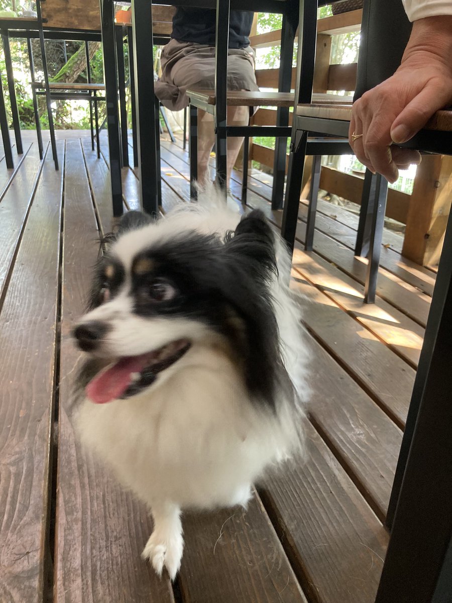 犬カフェまいら