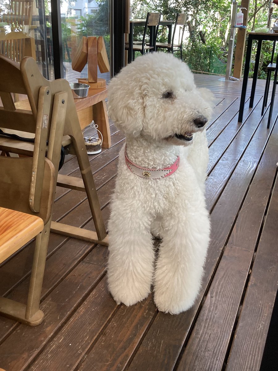 犬カフェまいら